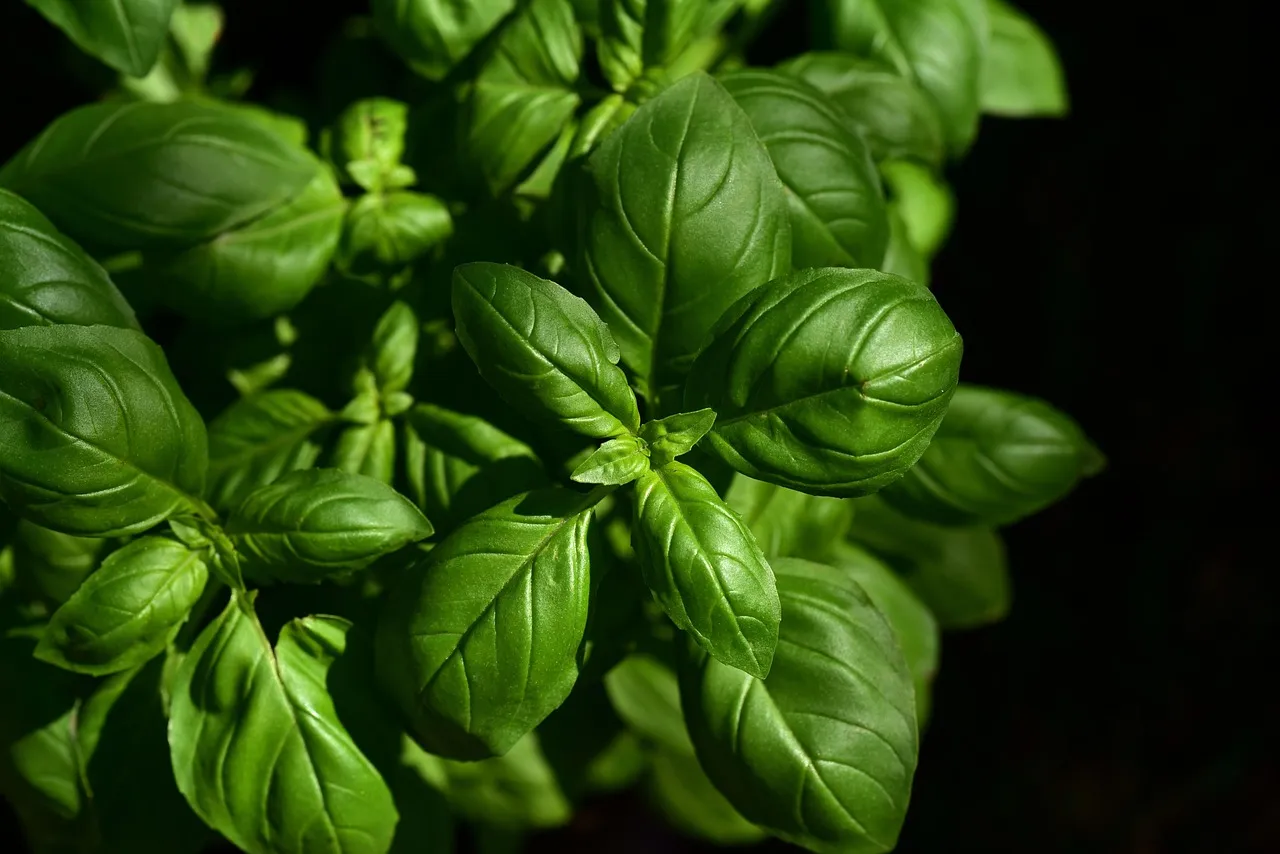A boswellia jótékony hatásai és egészségmegőrzési alkalmazásai