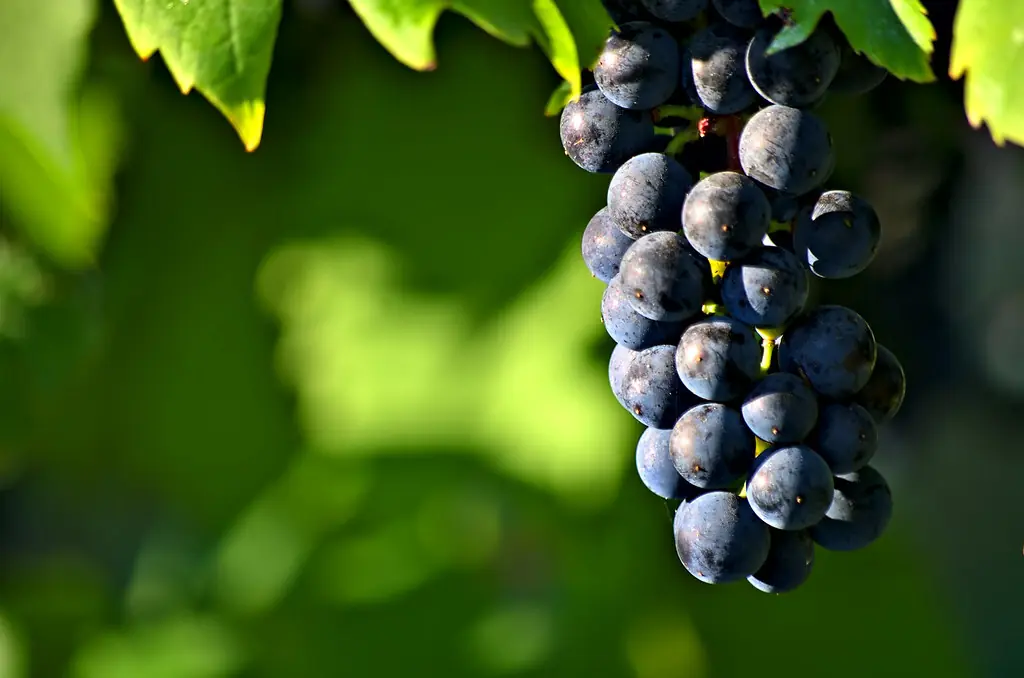 Furmint: a tokaji borvidék meghatározó szőlőfajtája