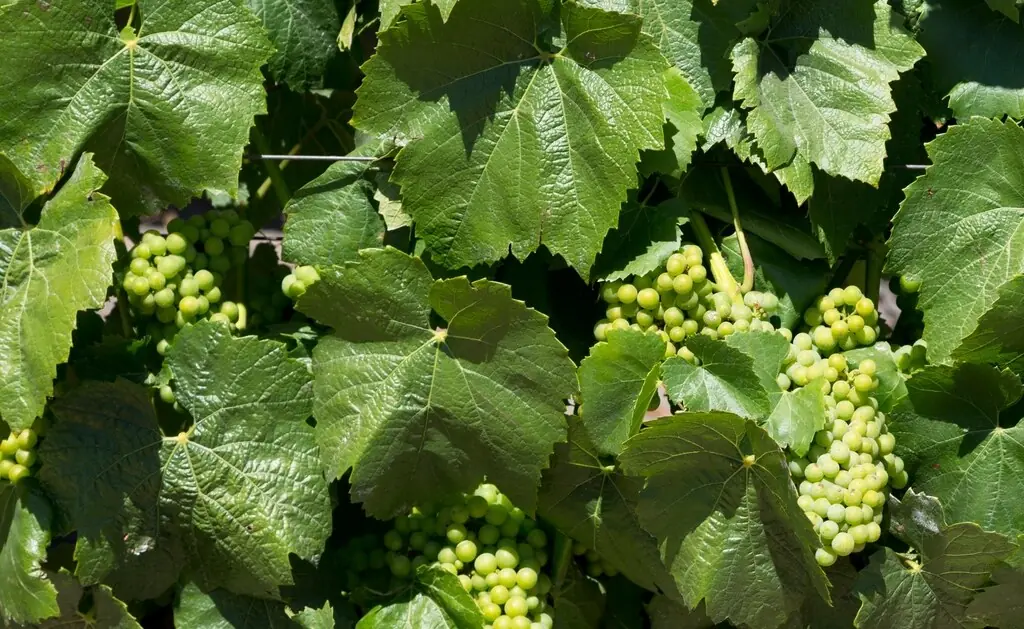 Hárslevelű: a tokaji borvidék illatos fehérbora és mihez párosítsd